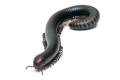 Analocostreptus servatius adult